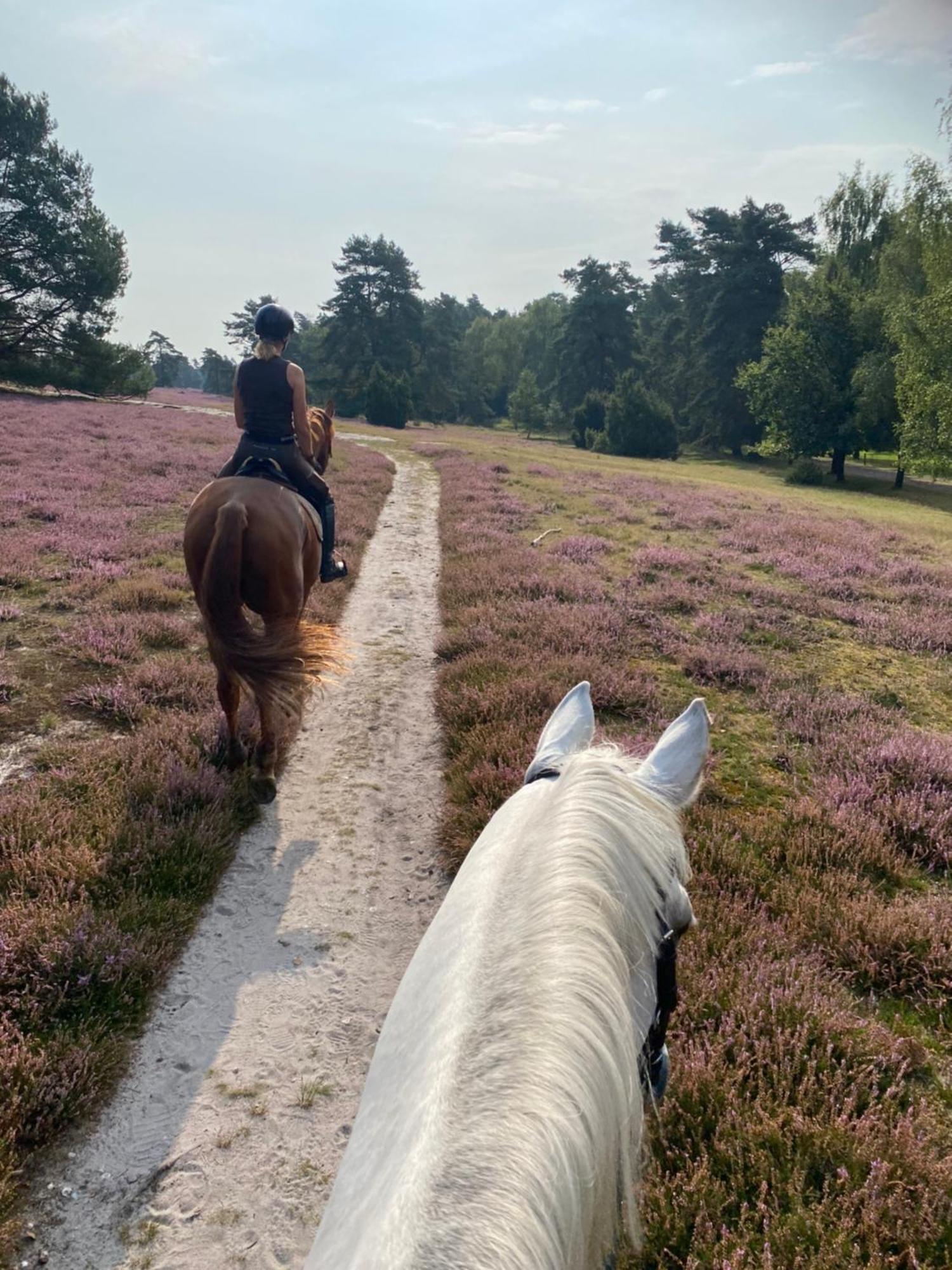 Heidegut Eschede Reitsportanlage Und Feriendorf Eksteriør billede