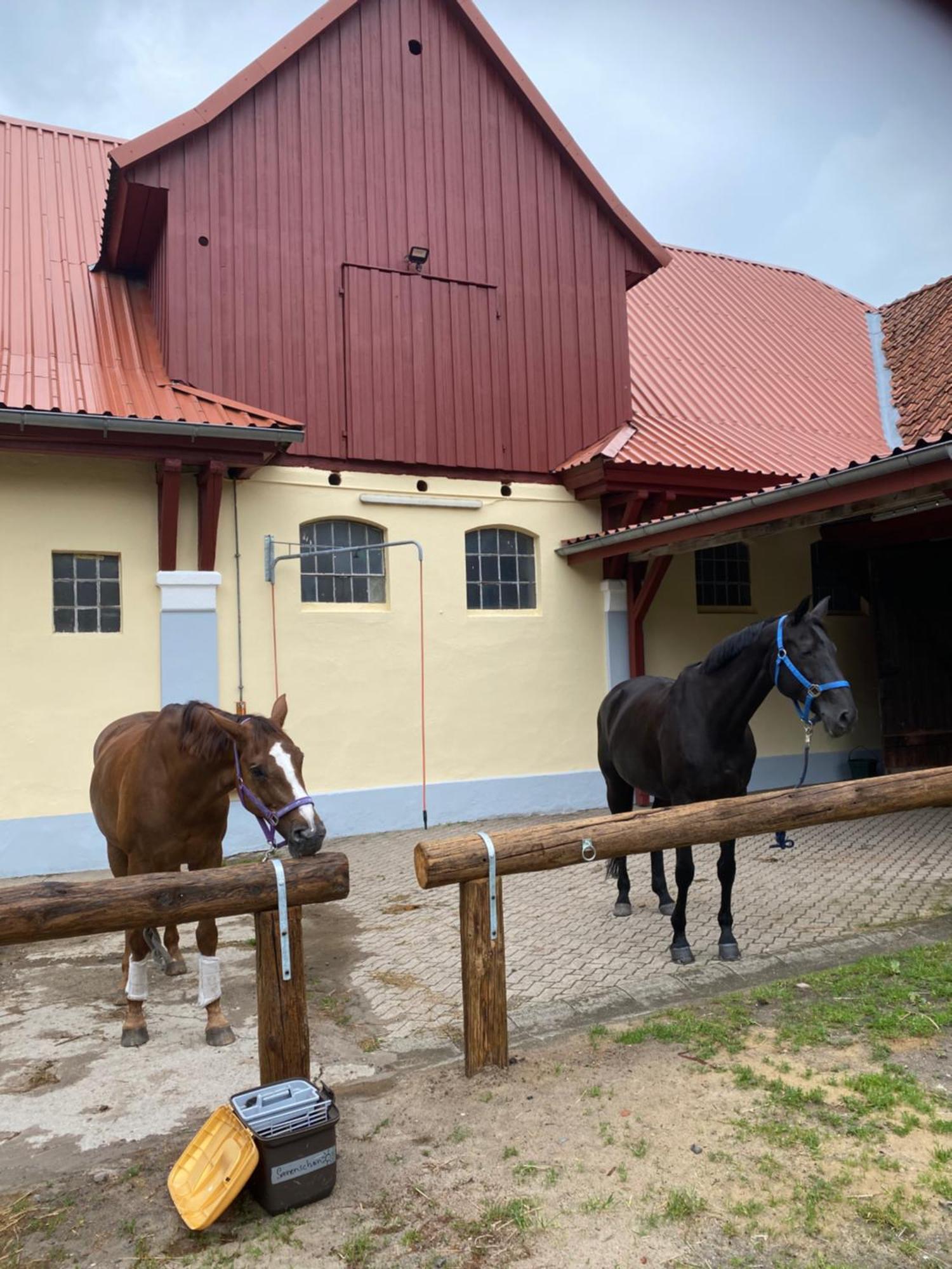 Heidegut Eschede Reitsportanlage Und Feriendorf Eksteriør billede