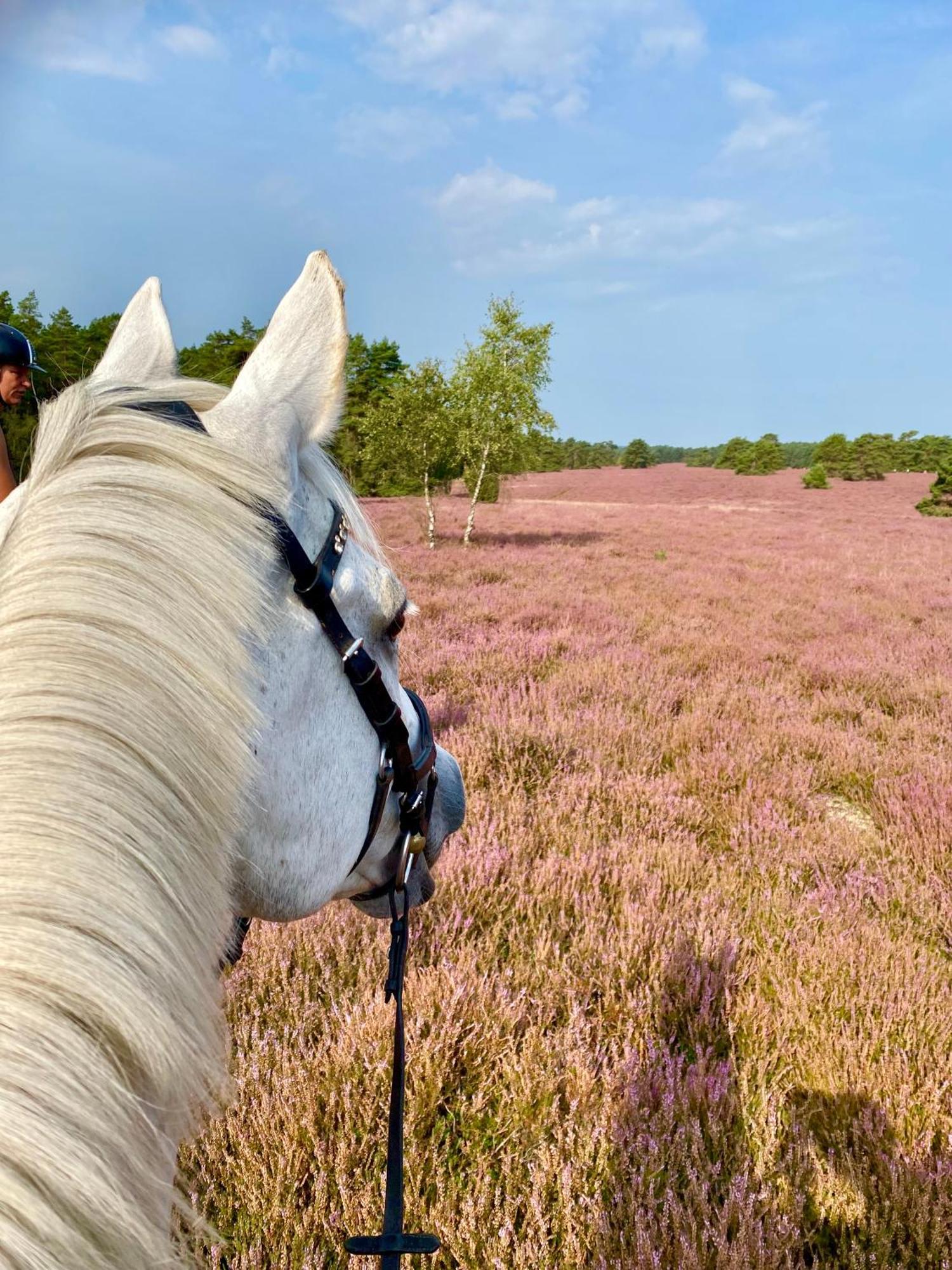 Heidegut Eschede Reitsportanlage Und Feriendorf Eksteriør billede