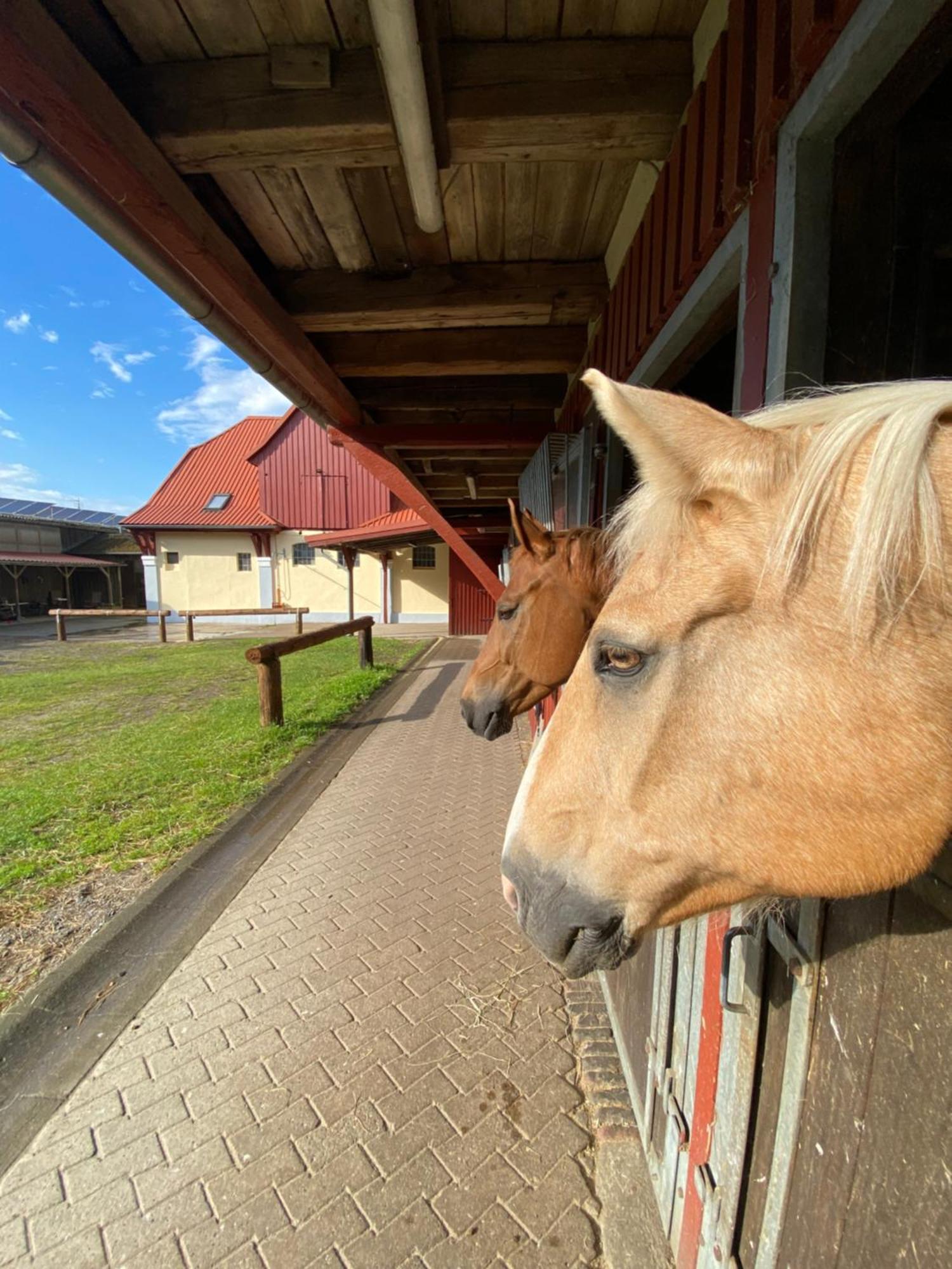 Heidegut Eschede Reitsportanlage Und Feriendorf Eksteriør billede