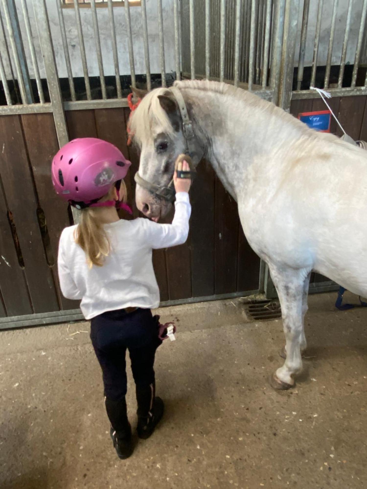 Heidegut Eschede Reitsportanlage Und Feriendorf Eksteriør billede